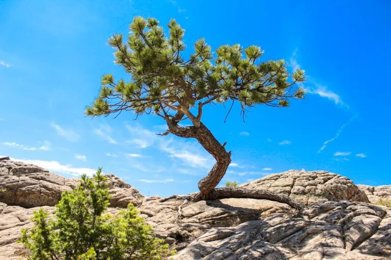 Photo Bonsai tree