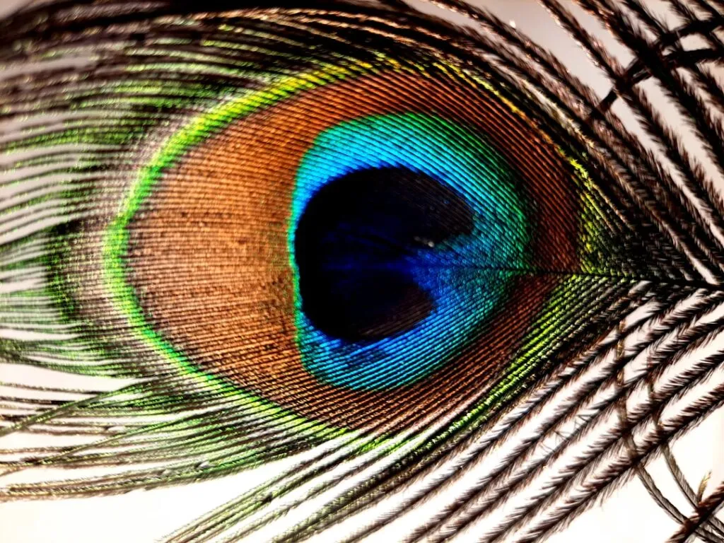Photo Eye diagram