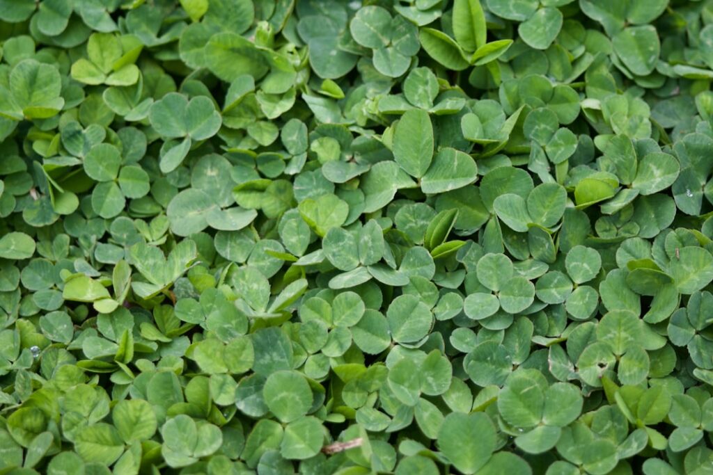 Photo Four-leaf clover