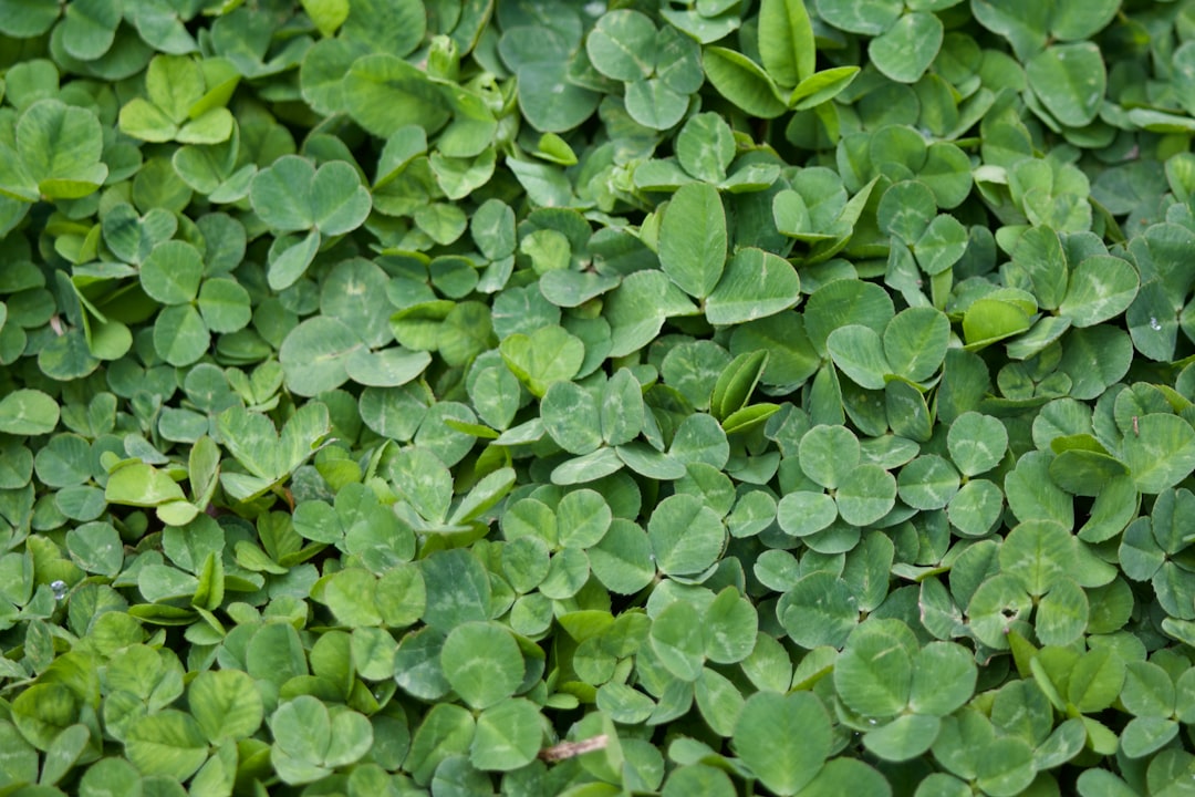 Photo Four-leaf clover