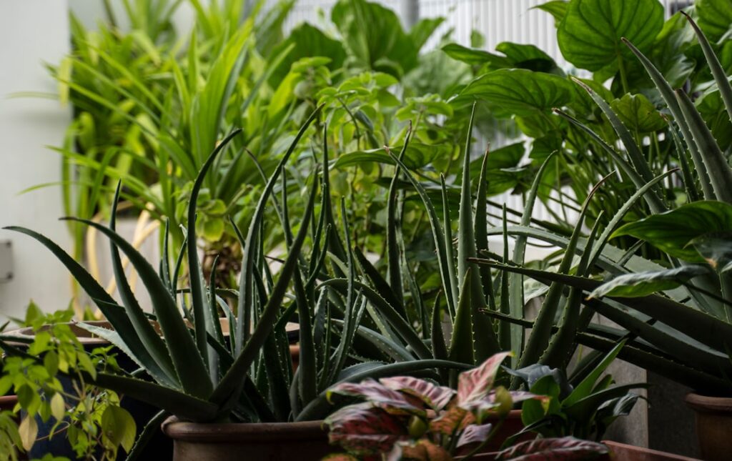Photo Unhealthy plants