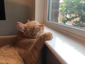 Photo Sleeping position