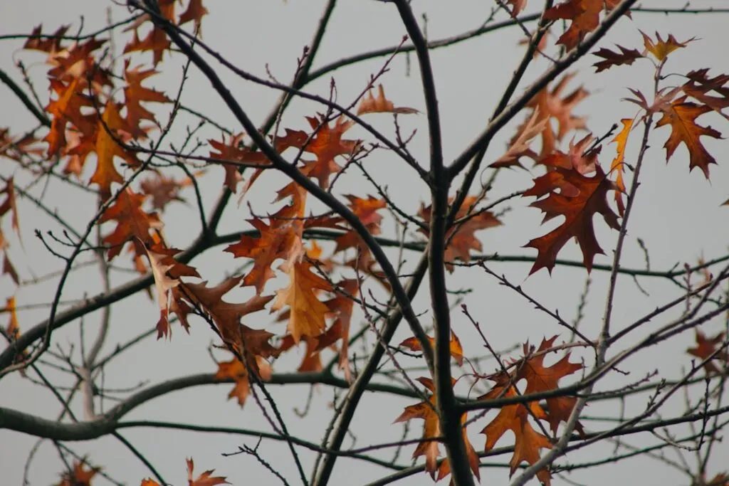 Photo Bay leaves