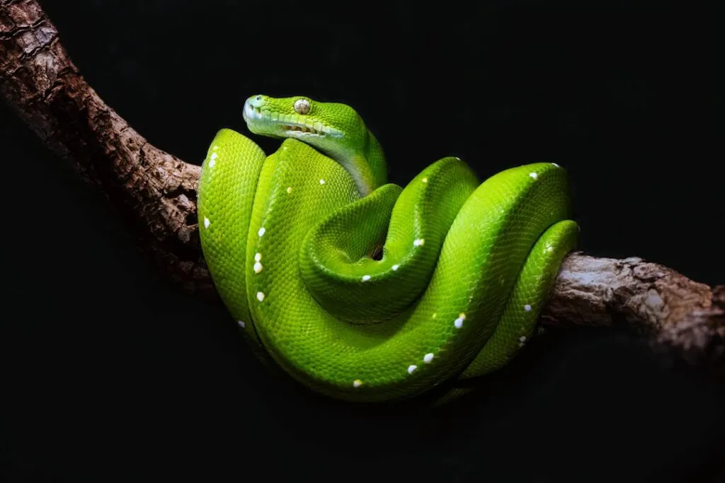 Ce înseamnă dacă visezi un șarpe verde Photo snake