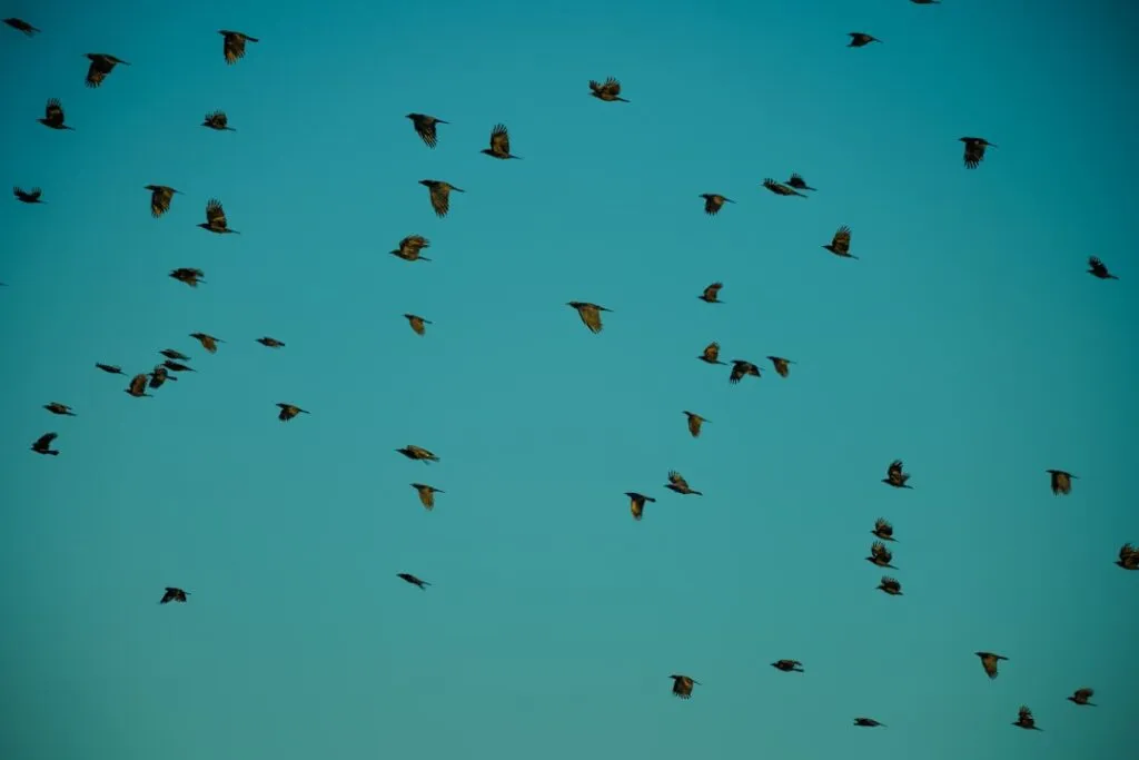 Photo dreaming of birds